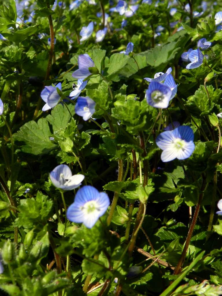 Veronica persica